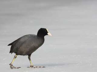 coot