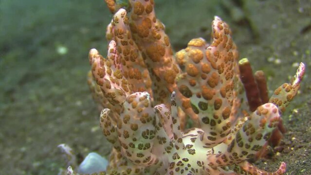 nudibranch phyllodesmium longirrigum aka solar-powered phyllodesmium. This species contains photosynthetic zooxanthellae which allow it to draw energy from sunlight. Detail shot of cetata