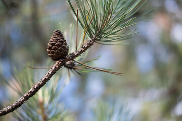 close up of a pine cone