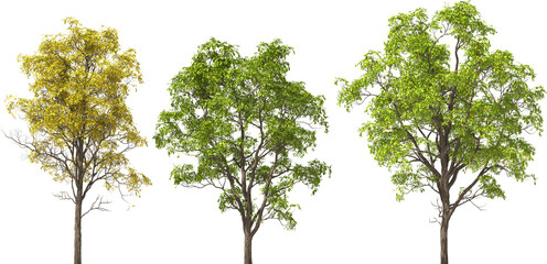 tree, kapok tree, trees, hq cutout arch viz plant no shadow