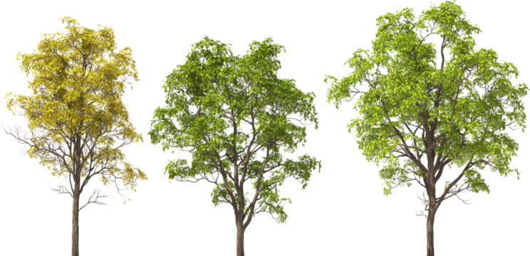 tree, kapok tree, trees, hq cutout arch viz plant no shadow