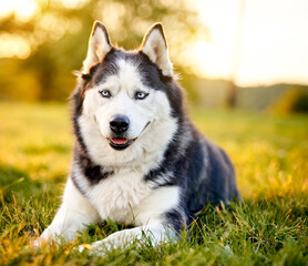 Siberian husky sitting in grass outdoors - Dog concept outside on a countryside field