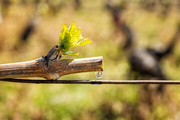 Drops of sap on vine branches in spring. Agriculture.
