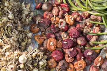 Orchid and Lily corms kept in bulk for gardening.