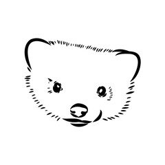 Drawing of ferret, vector illustration isolated on white. mink animal, vector sketch illustration