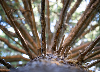 Pine tree trunk and branches from below.