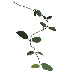 Tropical creepers, liana, climbing exotic plant, clip art. Hoya flower. House plant