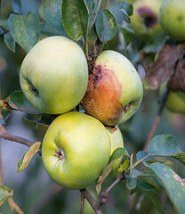 Rotten and healthy apples on a branch