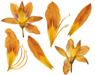 Pressed and dried orange flower day lily isolated on white background. For use in scrapbooking,...