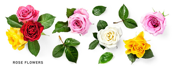 Fototapeta na wymiar Rose flowers collection isolated on white background.