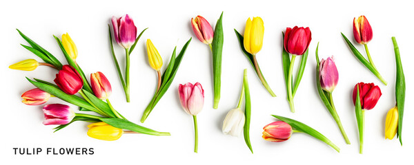 Tulip spring flowers collection isolated on white background.