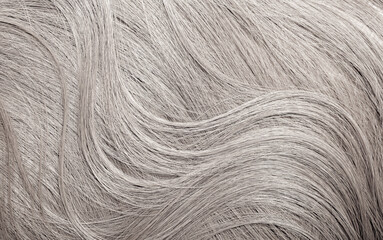 Blond hair close-up as a background. Women's long blonde hair. Beautifully styled wavy shiny curls. Hair coloring. Hairdressing procedures, extension. White hair