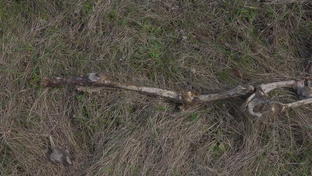 Skeleton of a killed animal goat.