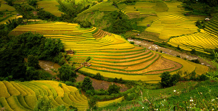 Golden ripe rice season on Mu Cang Chai terraces, Vietnam
