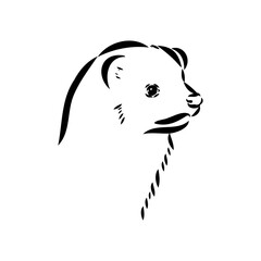 Drawing of ferret, vector illustration isolated on white. mink animal, vector sketch illustration