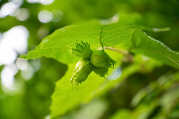 unripe green filbert cob nuts  growing on tree branch close up