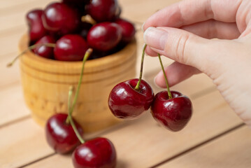 bunch of ripe sweet cherries in human hand