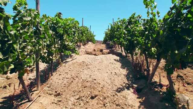 POV of a road between vines in trellis formation with a calcareous calicata in Fray Jorge, Limar&iacute; Valley, Chile.