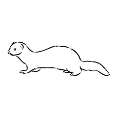 Drawing of ferret, vector illustration isolated on white. mink animal, vector sketch illustration