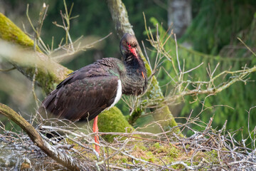 Adult black storks Ciconia nigra in the large nest in an old natural forest.
