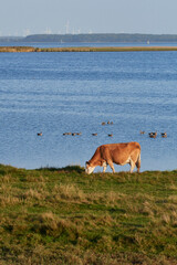 Uckermärker Rinder auf der Weide an der Ostsee  © Karin Jähne