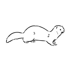 Drawing of ferret, vector illustration isolated on white. mink animal, vector sketch illustration