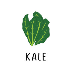 Kale Vector illustration, flat design cartoon of superfood kale natural product for health and vitamins.