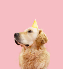 Portrait Birthday, carnival or anniversary golden retriever puppy dog wearing a yellow party hat. Isolated on pink pastel background