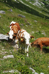 Fototapeta na wymiar Cows in Armkarwand, Gosausee valley, Austria 