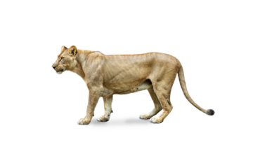 Big female lion isolated on transparent background with clipping path, single lion with clipping path and alpha channel for both printing and web pages. 