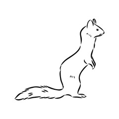 Drawing of ferret, vector illustration isolated on white. mink animal, vector sketch illustration