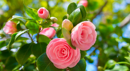 Japanese Camellia flowers, Camelia Japonica in the springtime garden with nice bokeh background