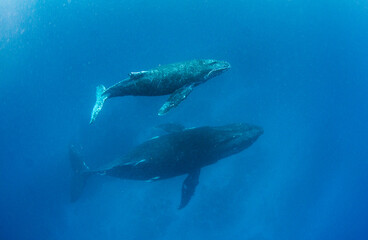 Fototapeta premium ザトウクジラ・沖縄本島・ホエールスイム.5