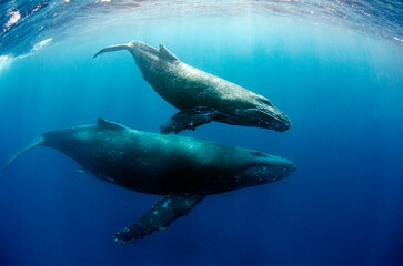 Obraz premium ザトウクジラ・沖縄本島・ホエールスイム.7