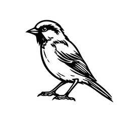 Sparrow vector illustration isolated on transparent background