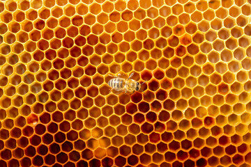 Beautiful honeycomb with bees close-up. A swarm of bees crawls through the combs collecting honey. Beekeeping, wholesome food for health.