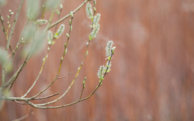 Iwa willow and its blooming catkins.