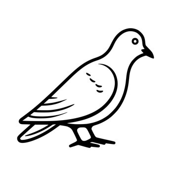 Pigeon vector illustration isolated on transparent background