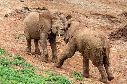 Young African elephants fighting each other. African loxodonta. Cabárceno Nature Park, Cantabria, Spain.