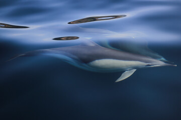 dolphin under water © Ulf Schumann