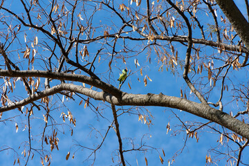 Green colored beautiful parrot sitting on a branch of a dried tree and try to eat dried leaves of tree. Brown colored leaves with a background of dark blue sky creates a beautiful landscape.