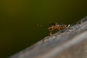Nymphe der Rotbeinigen Baumwanze (Pentatoma rufipes)