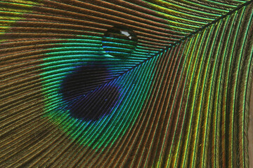 A drop of water on the feather of a Peacock
