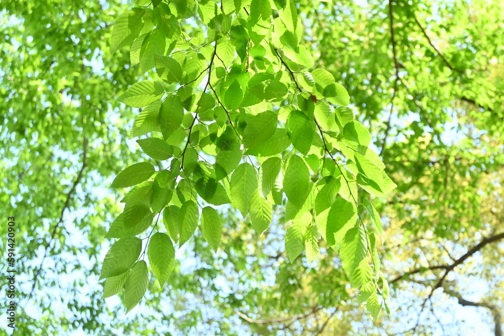 Poster Chonowski's hornbeam ( Carpinus tschonoskii ) Fresh green. Betulaceae deciduous tree. Native to Japan, this tree grows wild in mountainous areas and is also used as a Bonsai.