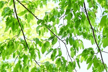 Chonowski's hornbeam ( Carpinus tschonoskii ) Fresh green. Betulaceae deciduous tree. Native to Japan, this tree grows wild in mountainous areas and is also used as a Bonsai.