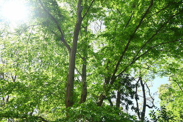 Obraz premium Chonowski's hornbeam ( Carpinus tschonoskii ) Fresh green. Betulaceae deciduous tree. Native to Japan, this tree grows wild in mountainous areas and is also used as a Bonsai.