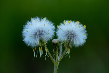 dandelion flower