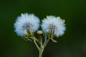 dandelion flower