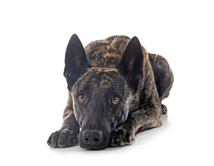Dutch Shepherd in studio