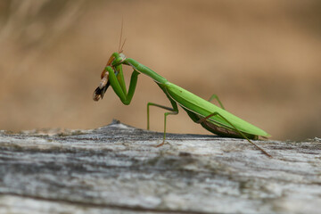 Europäische Gottesanbeterin (Mantis religiosa) mit erbeuteter Blauflügeliger Ödlandschrecke	